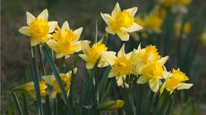 Is it too late to plant daffodil bulbs in March