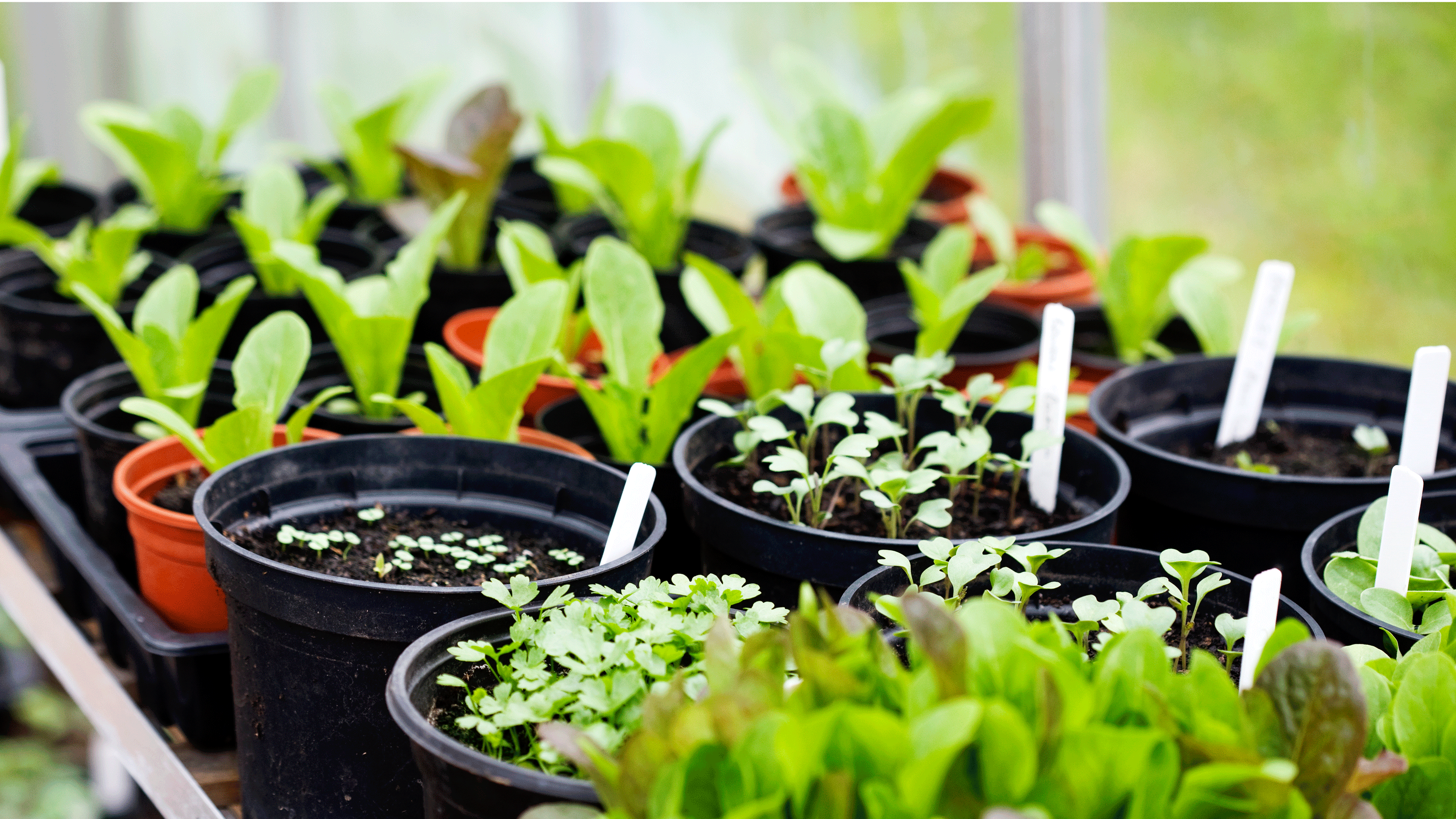 seedlings in pots