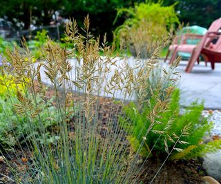 backyard in Pennsylvania with drought tolerant planting