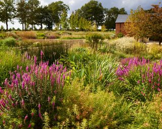 a range of low-water flowers and grasses for this garden in Essex in the UK