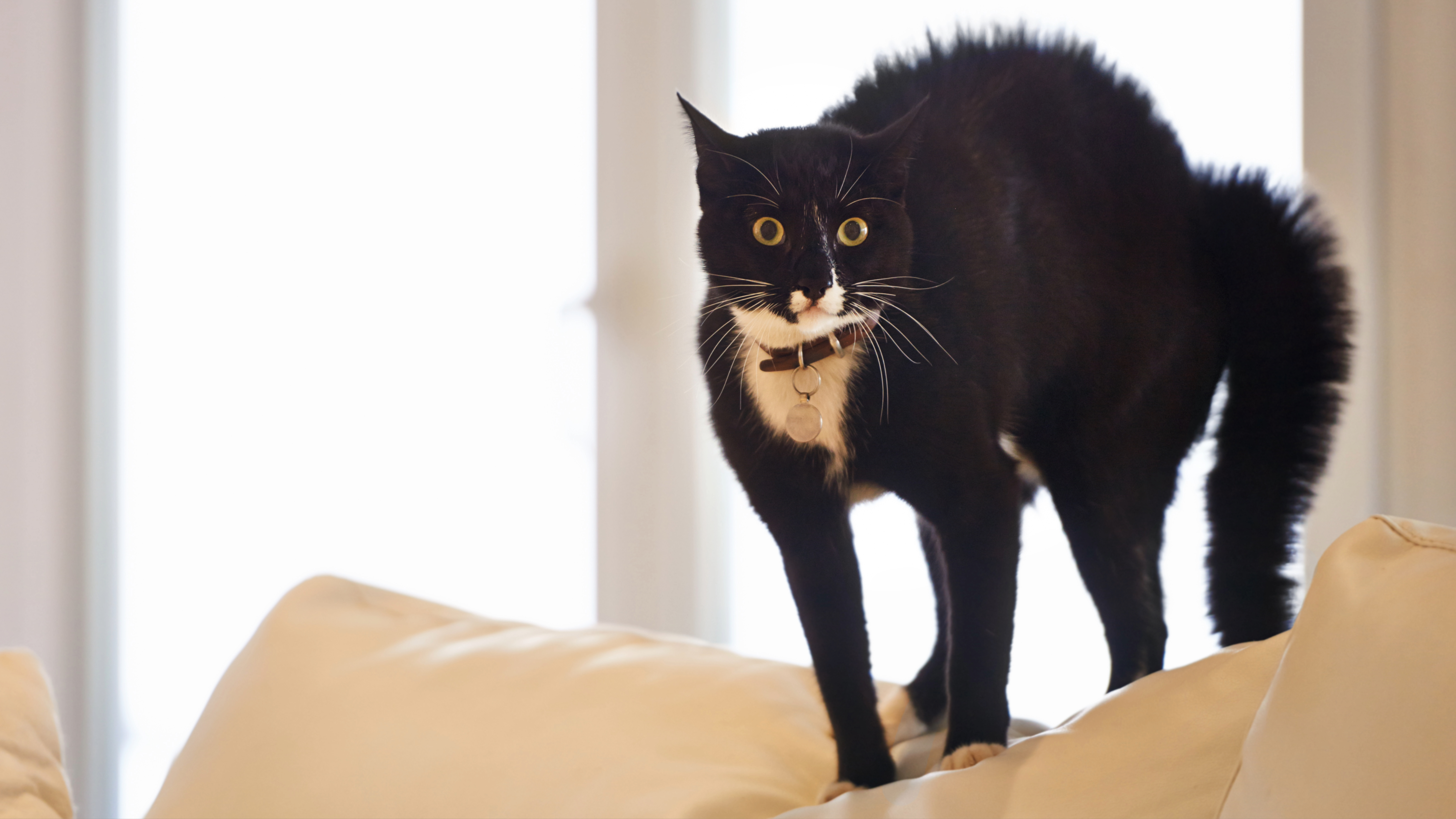Black cat fur standing on end