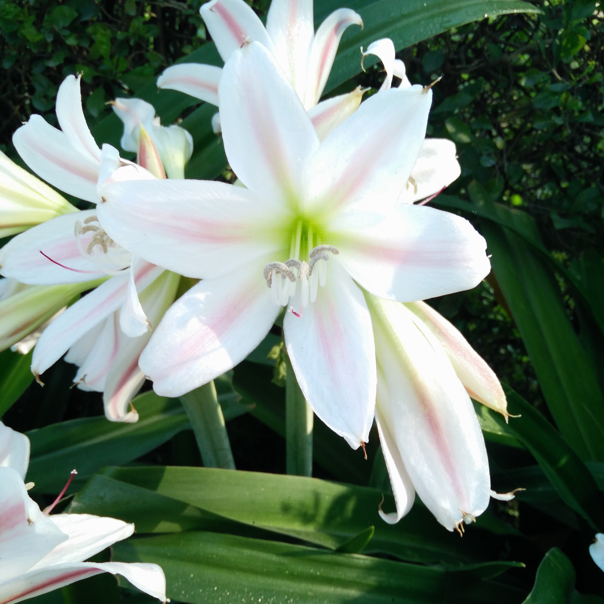 Pink Trumpet Crinum Lily