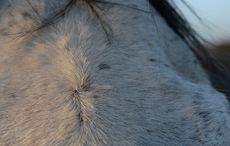 Whorl_HorsesPN16_526-web.jpg