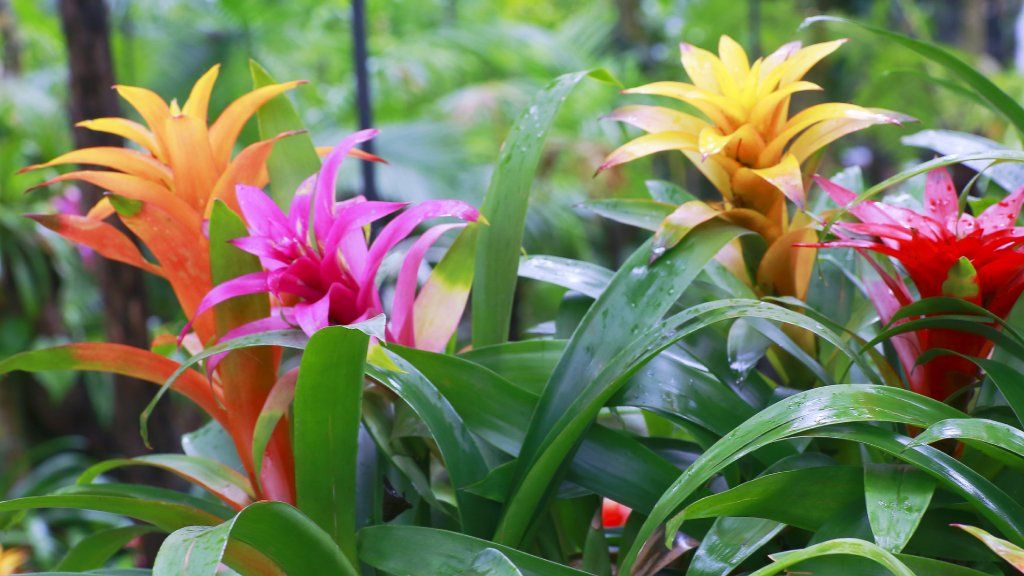 red pink and yellow bromeliads