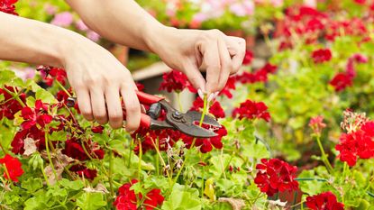 how to deadhead geraniums – cutting flower stems with secateurs