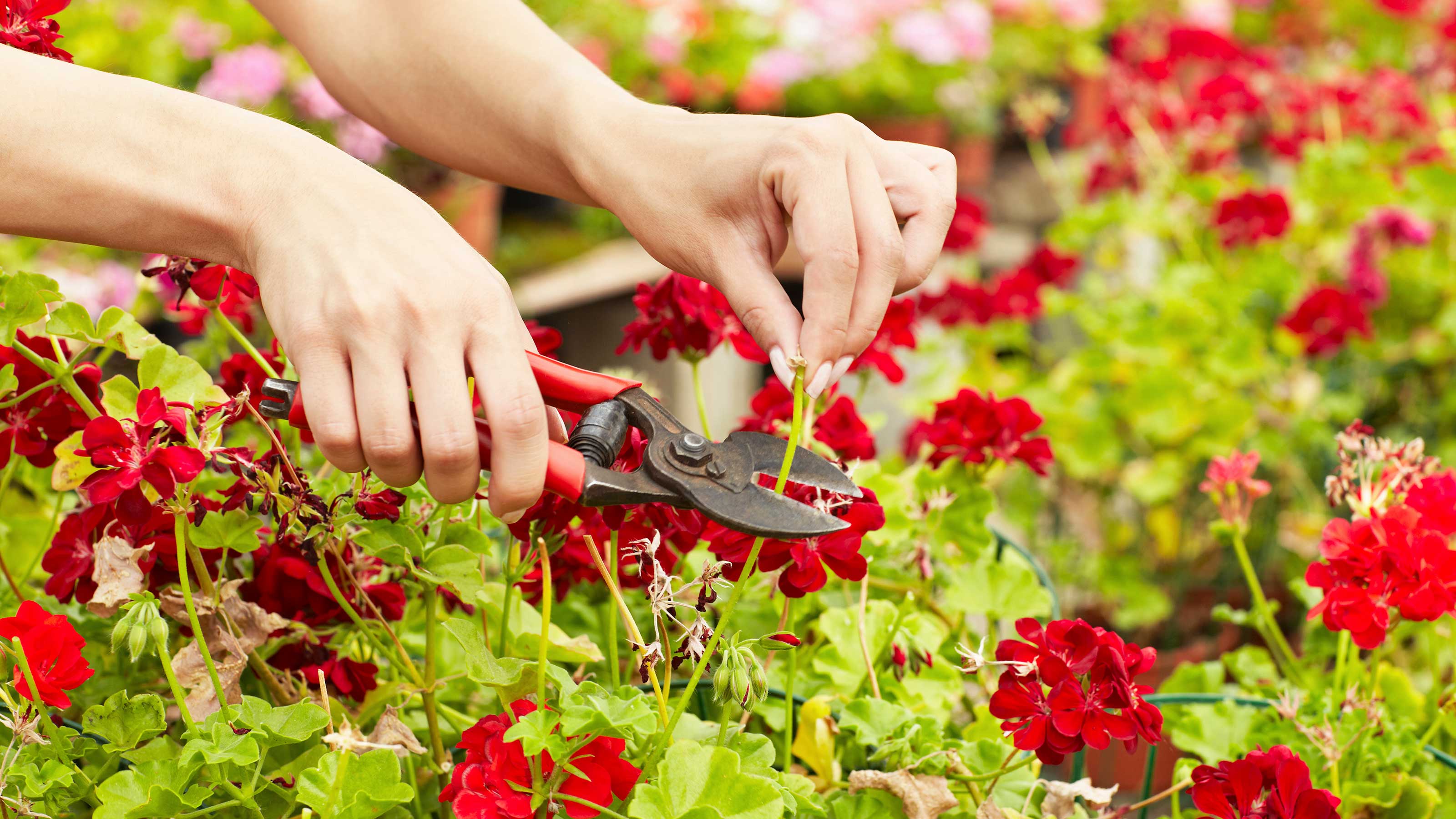 How to deadhead geraniums in pots and hanging baskets: simple tips for healthy blooms | Gardeningetc