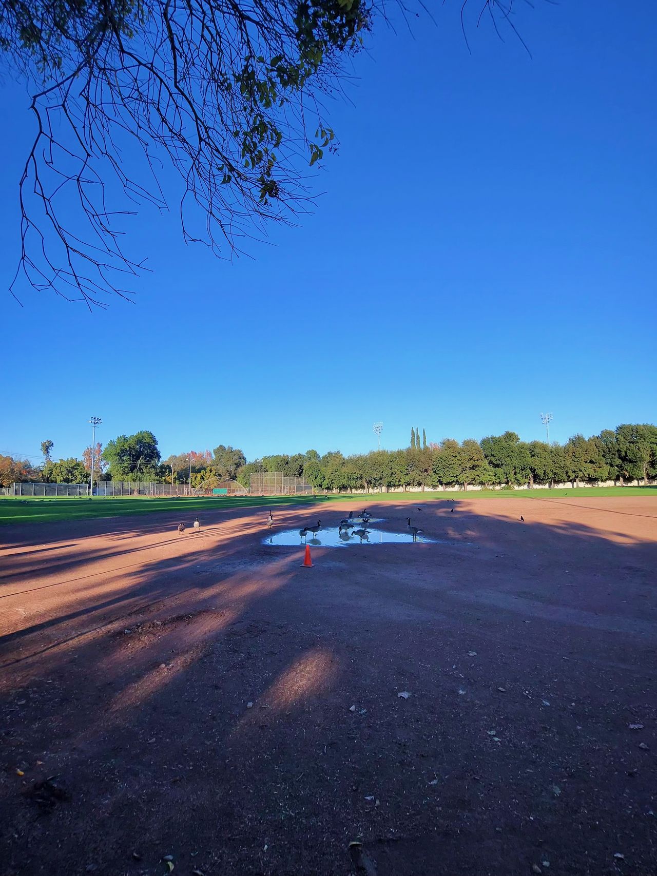 A photo taken with the Oakley Meta Vanguard smart glasses, showing geese sitting in a puddle in a park.