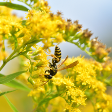 Wasp on yellow flowers.