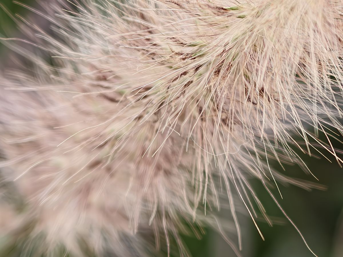 Flowers shot in macro mode on the Oppo Find X9 Ultra.