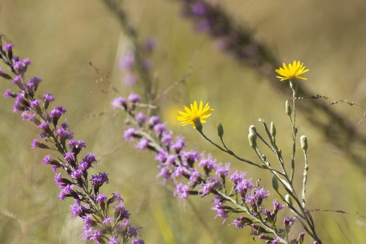 Purple Wildflowers