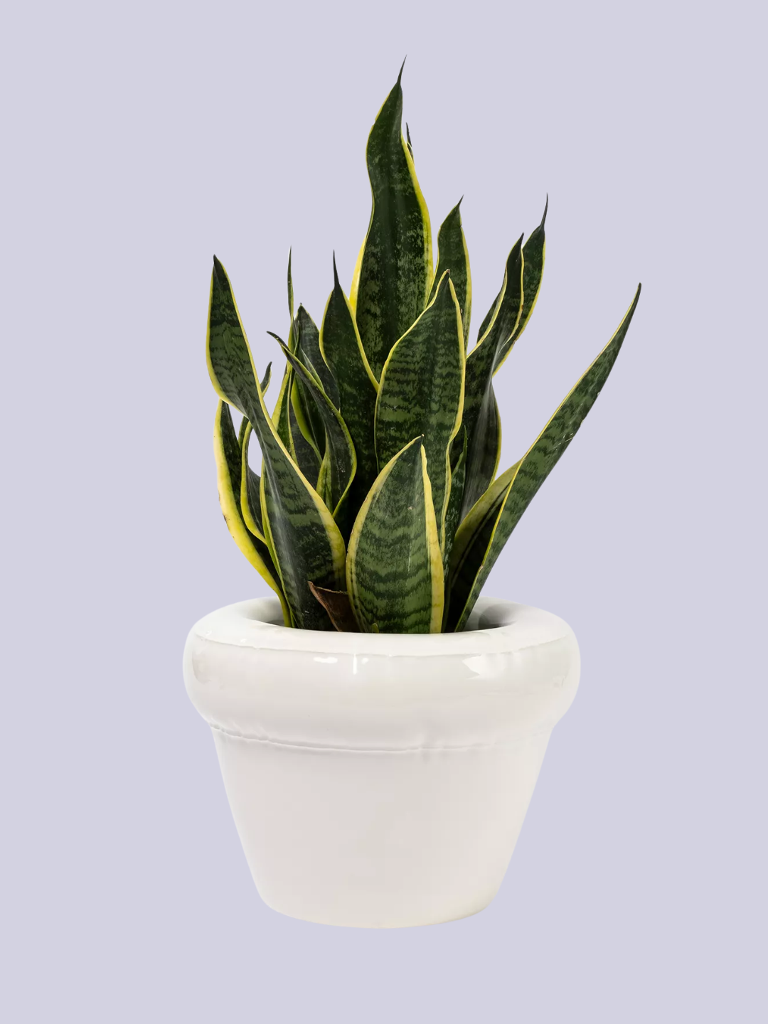 A puffy ceramic white planter from Home Studyo