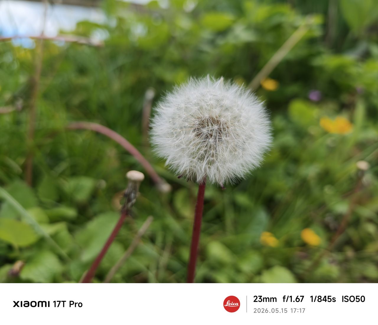 Xiaomi 17T Pro camera sample