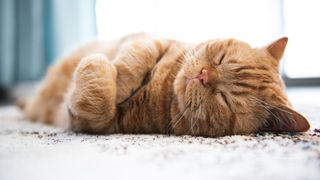 Ginger cat stretched out asleep on carpet
