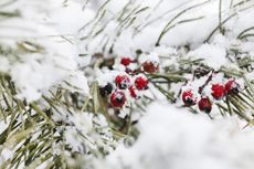 Yew Shrub With Red Berries Covered In Snow