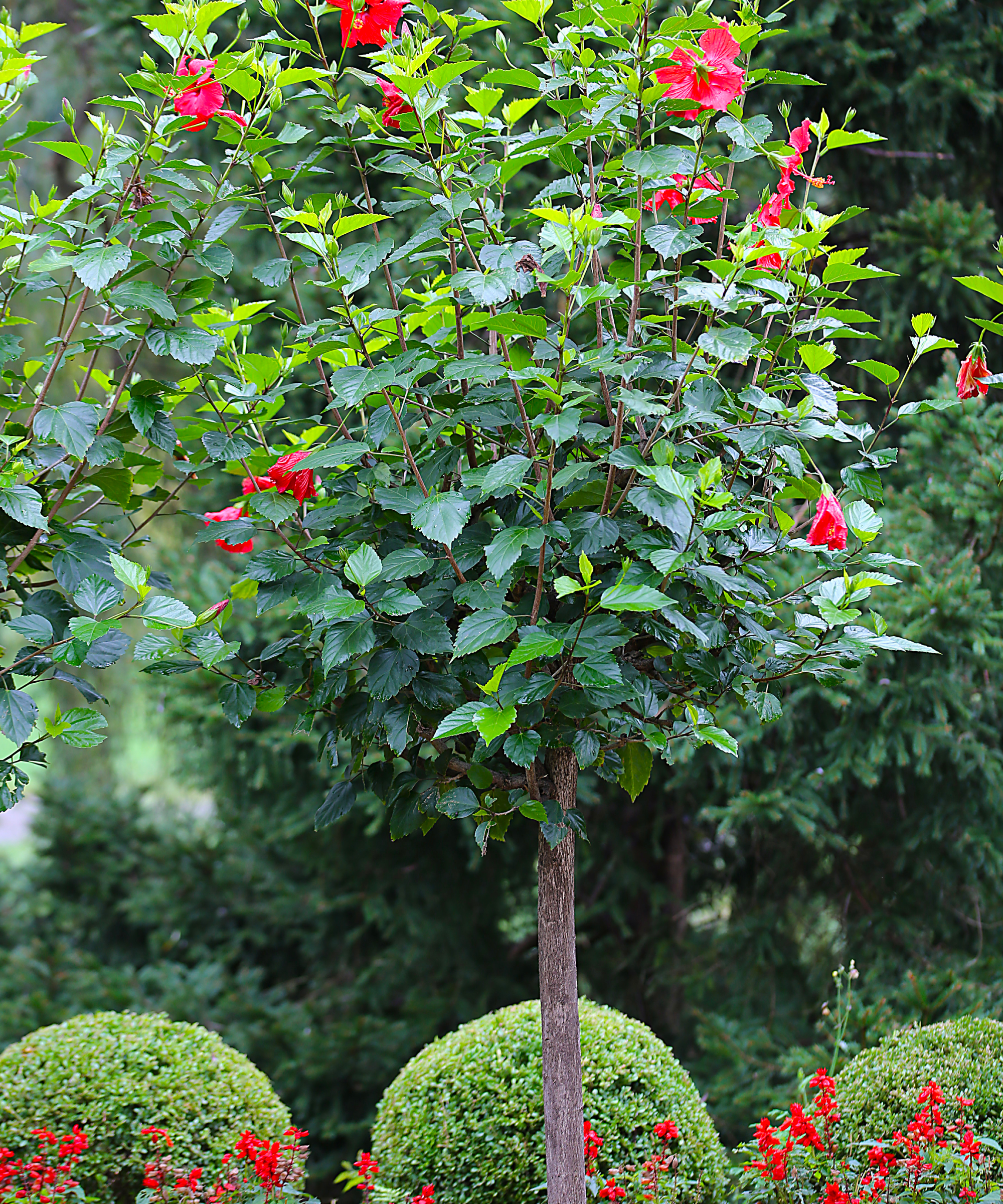 hibiscus tree in garden