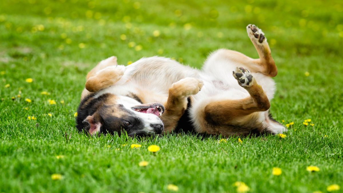 Dog rolling around on the grass