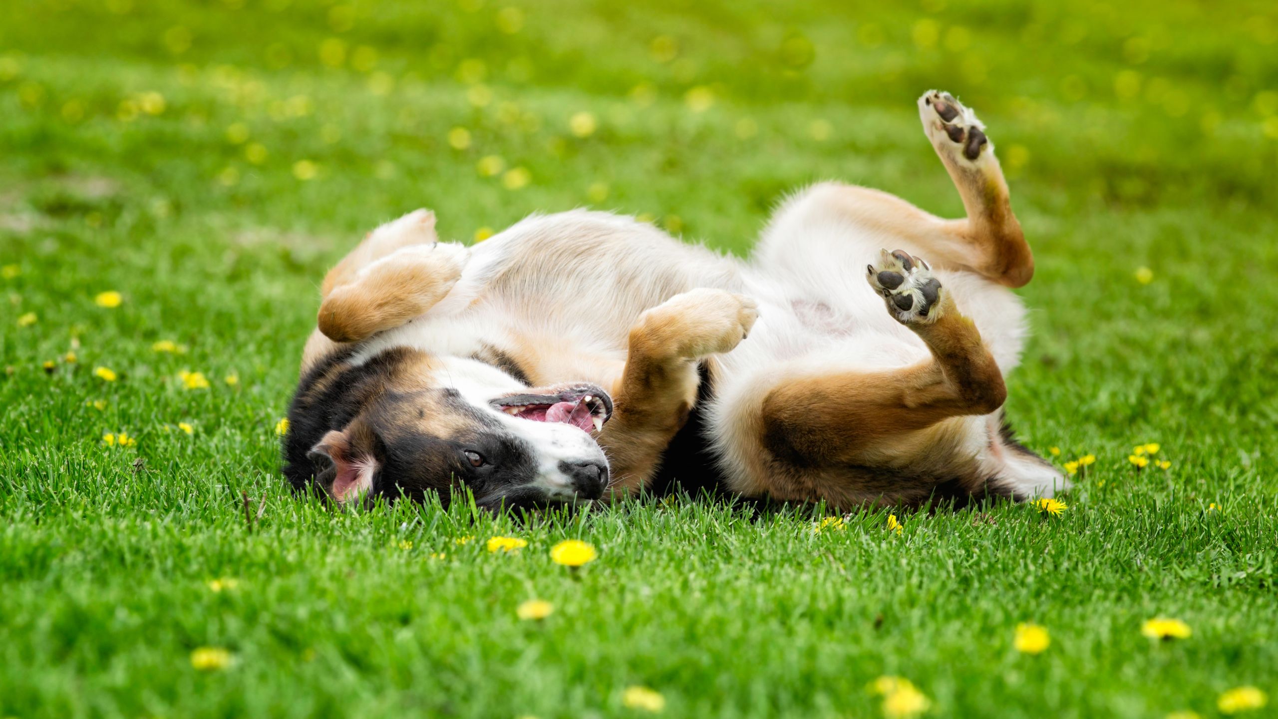 Can dogs be allergic to grass? Here's what to look out for | PetsRadar
