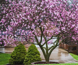 view of blooming magnolia tree in the rain in front yard of Midwestern suburb in spring