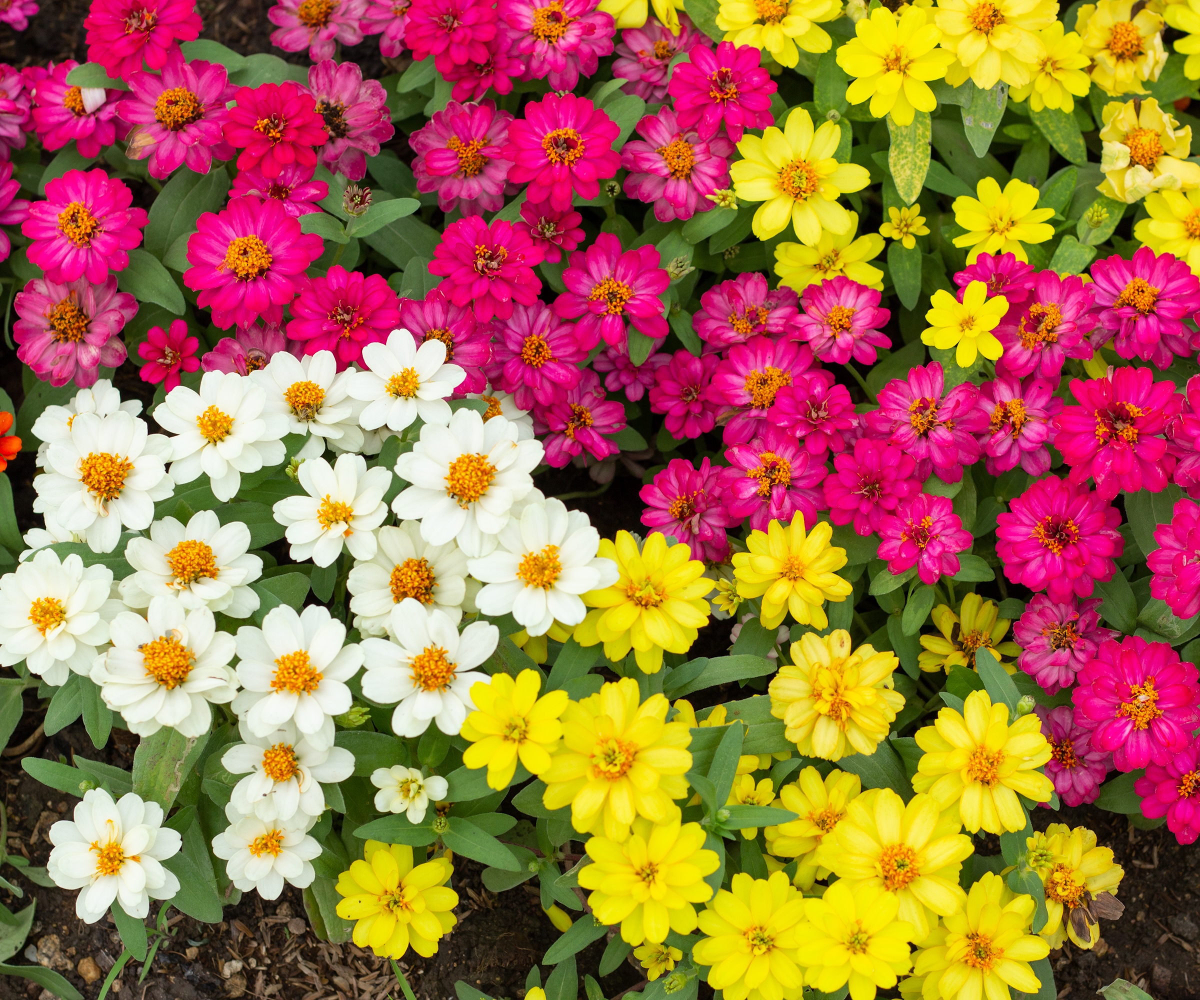 Dwarf zinnias