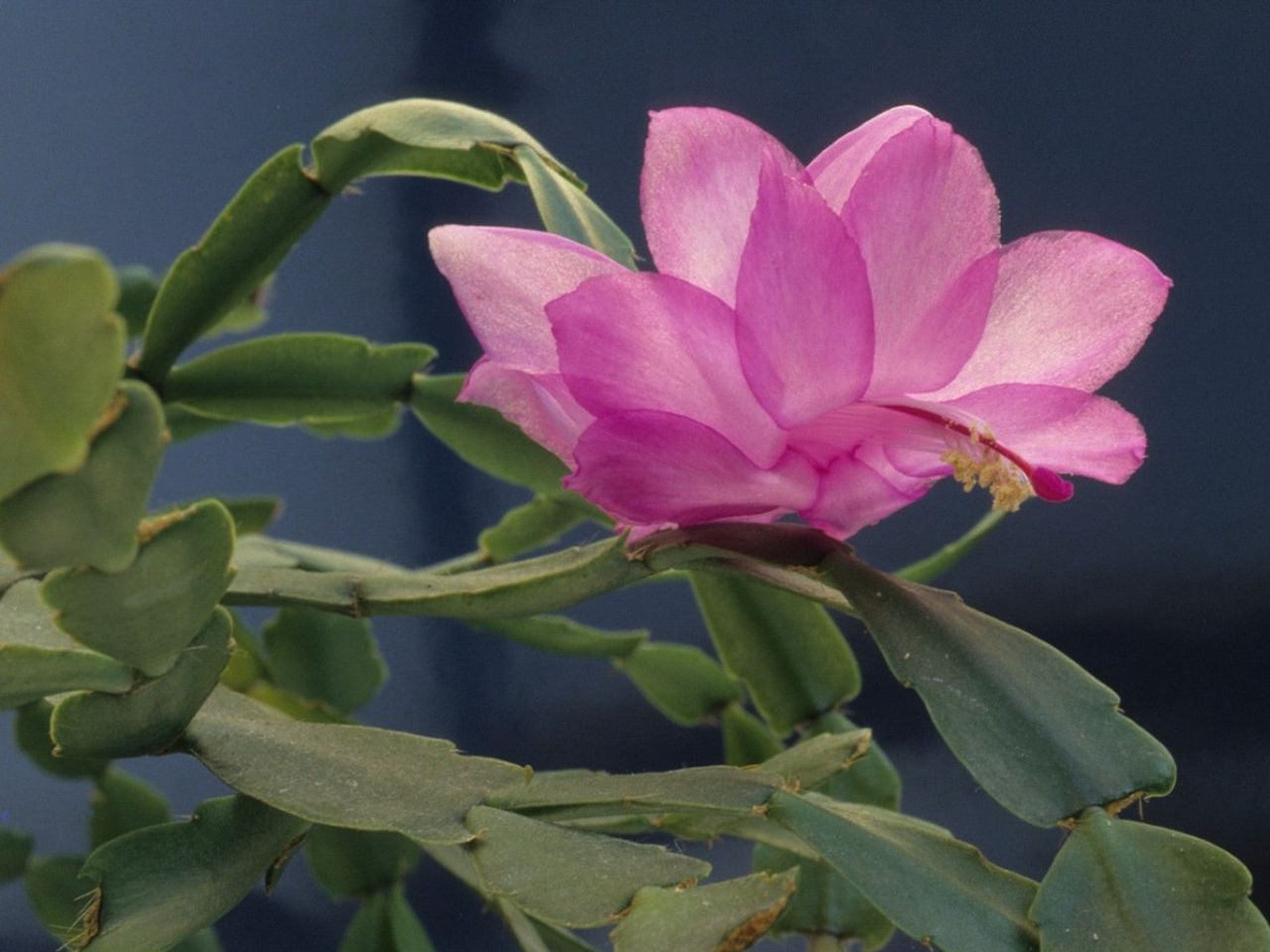 Wilting Flower On Christmas Cactus Plant