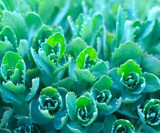 teal sedum growing in garden