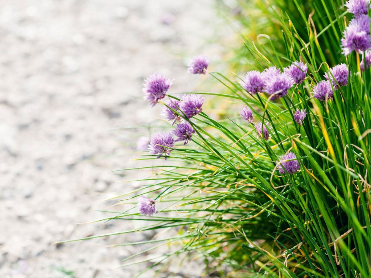 Purple Flowered Herbs