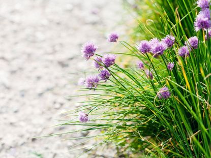 Purple Flowered Herbs