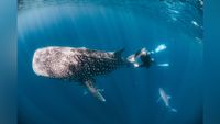 Diver touches whale shark. 