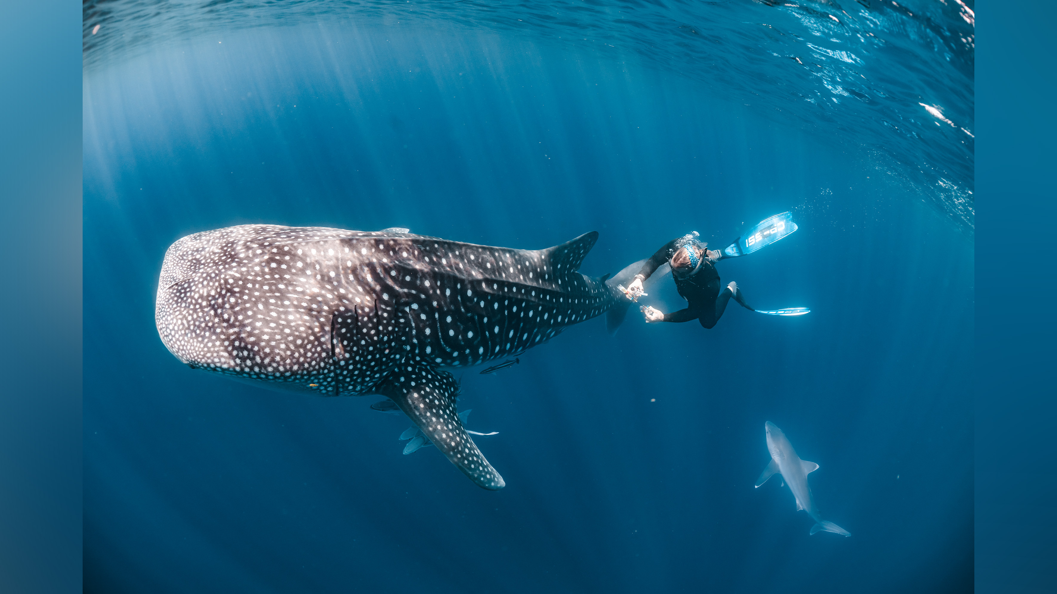 Diver touches whale shark.