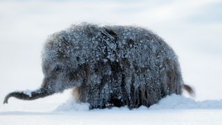 A baby woolly mammoth in “Prehistoric Planet: Ice Age,” now streaming on Apple TV.
