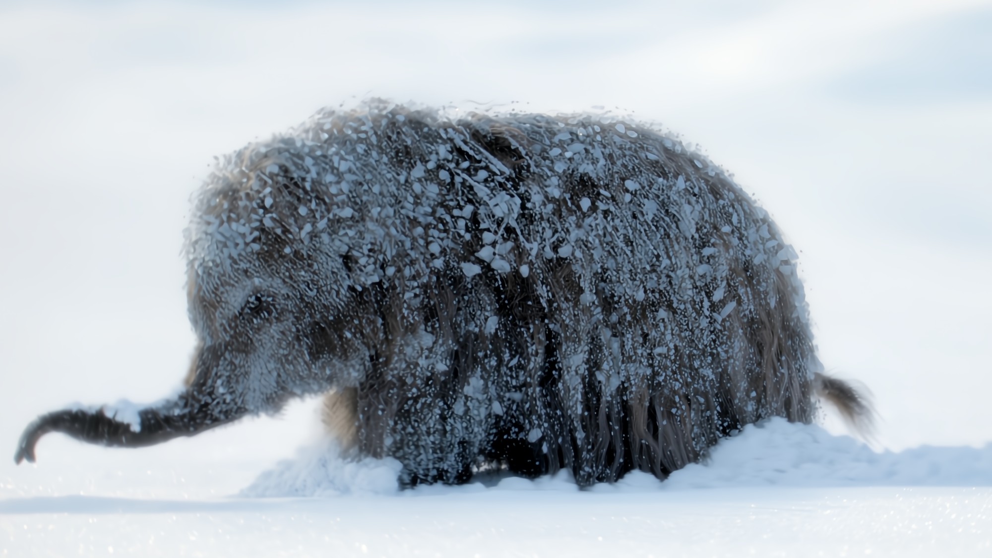 A baby woolly mammoth in “Prehistoric Planet: Ice Age,” now streaming on Apple TV.