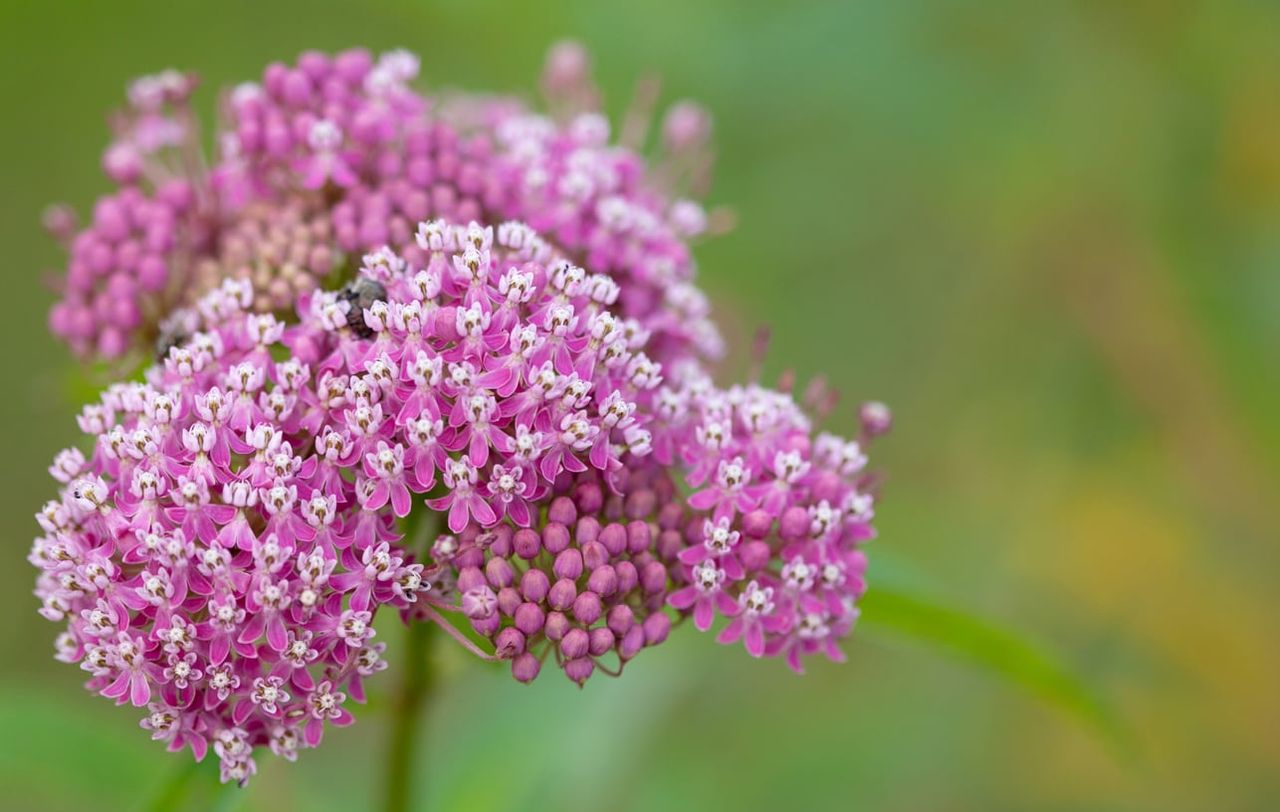 White-Pink Flowered Swamp Milkweed Plants