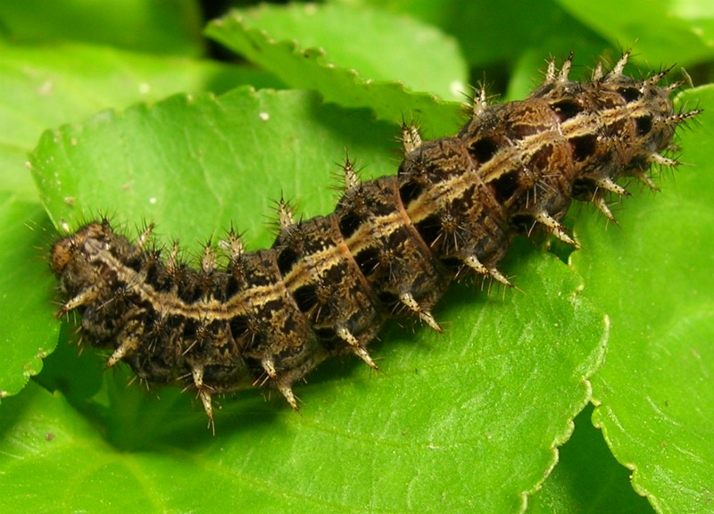 caterpillar, butterflies affected by climate change, climate change effects on animals, mormon fritillary butterfly, earlier springs, early snowmelt in rocky mountains, butterfly images, butterfly photos