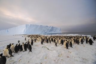 The newly-discovered 9,000-strong emperor penguin colony on the East Antarctic coast.