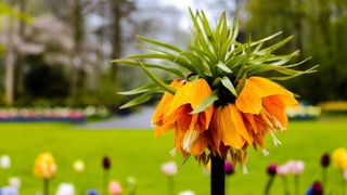 A Crown Imperial flower