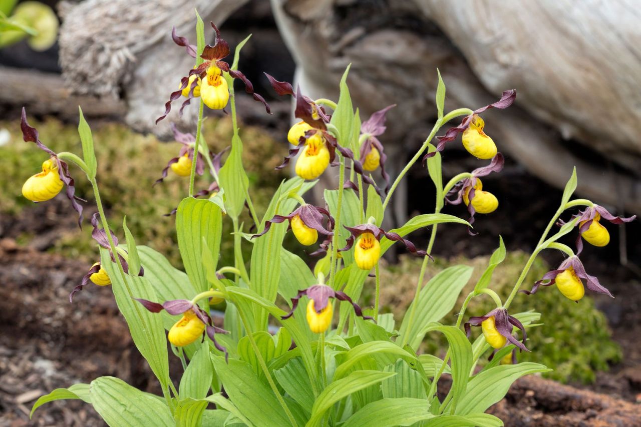 Terrestrial Orchid Plant