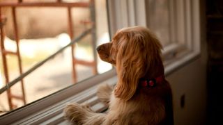 dog looking out of window