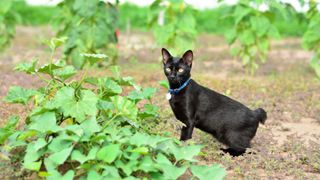 a black Japanese bobcat in a garden