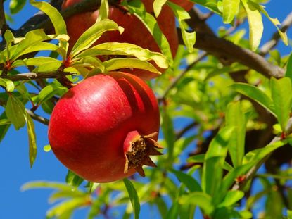 Pomegranates On Tree