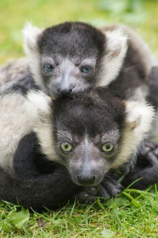 cute animal babies, Belfast Zoo
