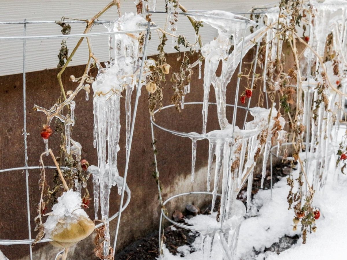 Can Tomatoes Survive Frost? Gardening Know How