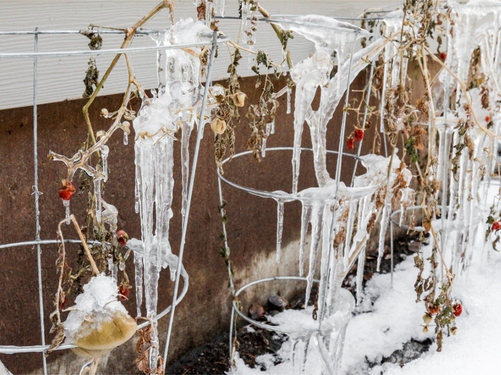 Can Tomatoes Survive Frost? Gardening Know How