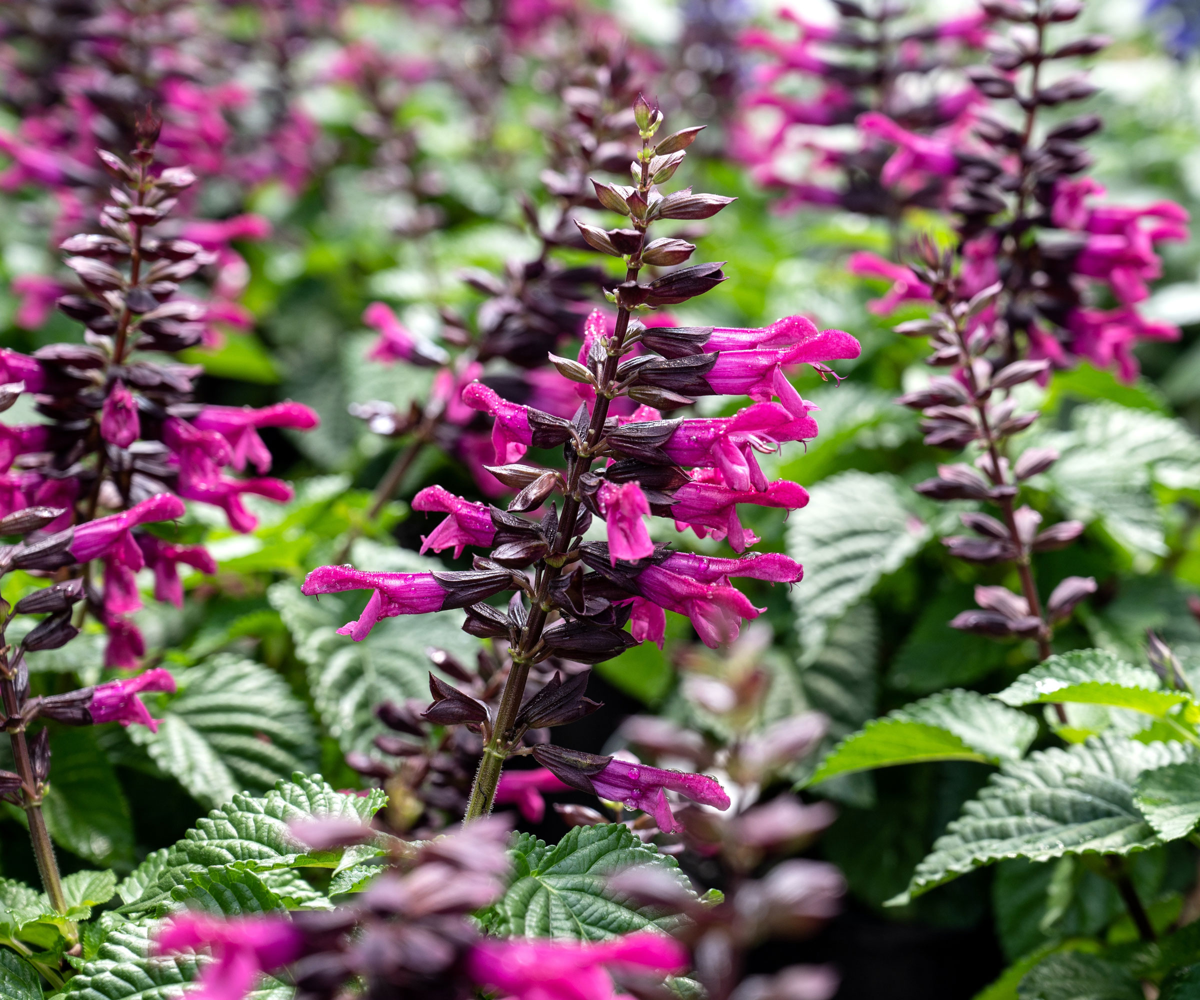 salvia Rockin Fuchsia with cerise pink flowers