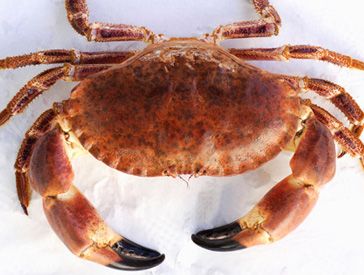 New theory says we will all turn into crabs | The Week