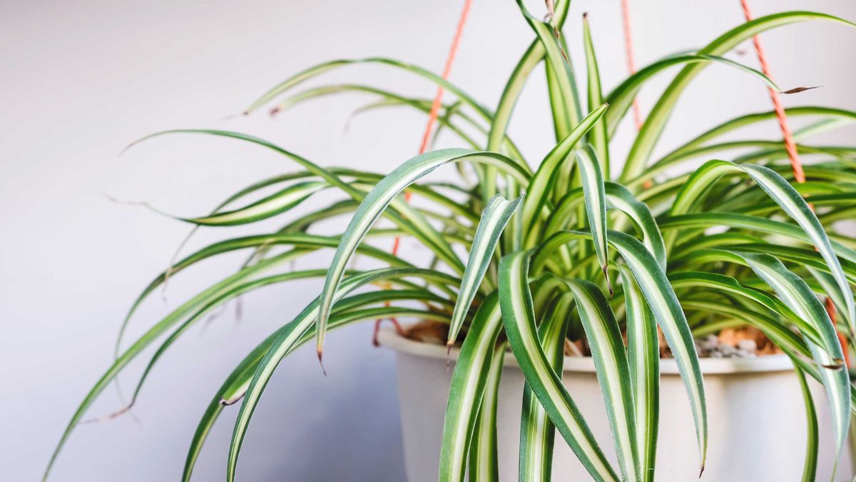 Comment prendre soin d'une plante araignée 