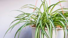close-up of spider plant in a cream hanging planter with orange twisted rope look hangers