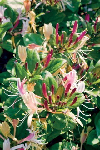 pink and yellow scented honeysuckle
