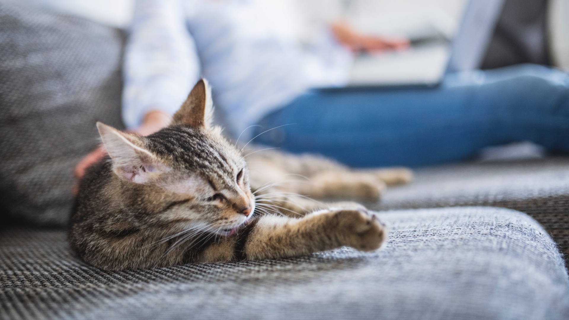 Cat grooming themselves on the couch