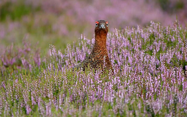 Red Grouse in heather