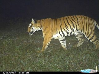 An adult tiger photographed on Jan. 5, 2013, in Kerala, southwest India.